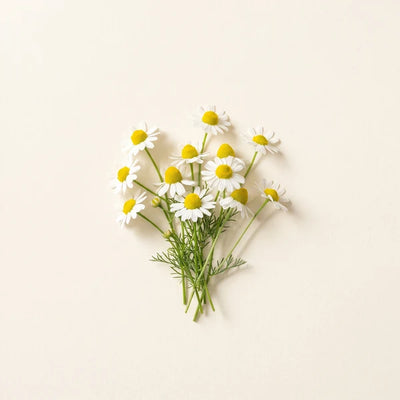Chamomile Extract