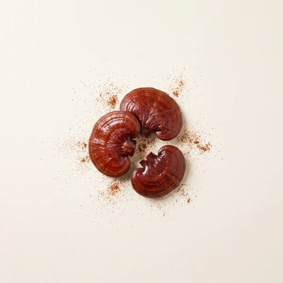 Reishi Extract