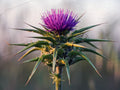 Milk Thistle (80% Silymarin)